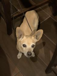 Lost Male Dog last seen Sun Trail and Sun Fire, El Paso, TX 79938