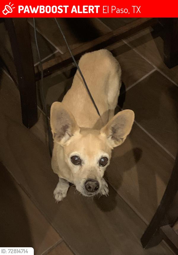 Lost Male Dog last seen Sun Trail and Sun Fire, El Paso, TX 79938