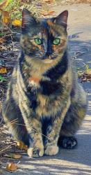 Lost Female Cat last seen Pawnee AMD broadview, Wichita, KS 67218