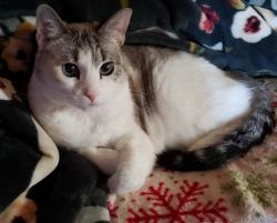 Lost Female Cat last seen 39th & Stannus , Little Rock, AR 72204