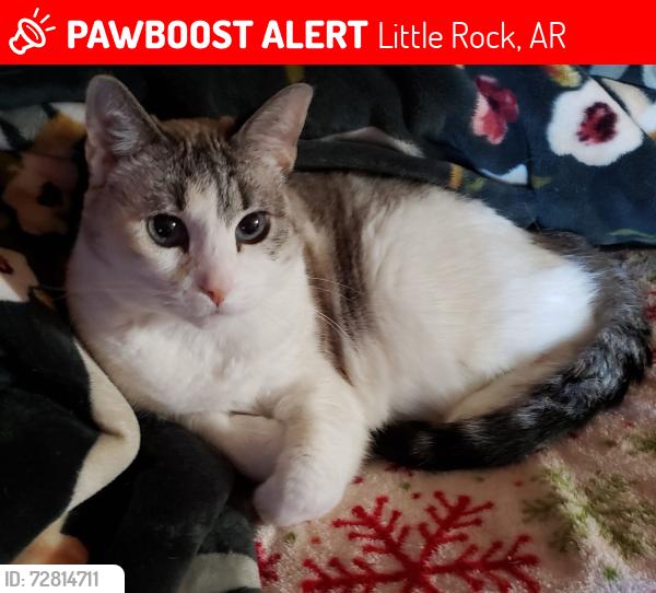 Lost Female Cat last seen 39th & Stannus , Little Rock, AR 72204