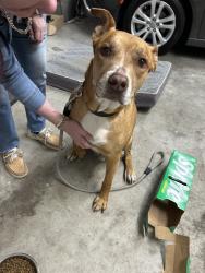 Found/Stray Male Dog last seen Oaks Rd., New Bern, NC 28560