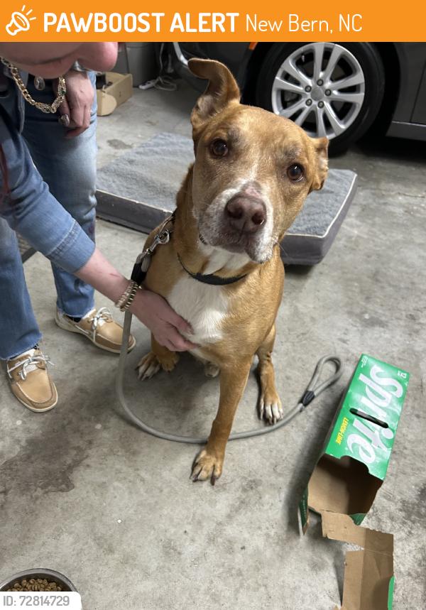Found/Stray Male Dog last seen Oaks Rd., New Bern, NC 28560