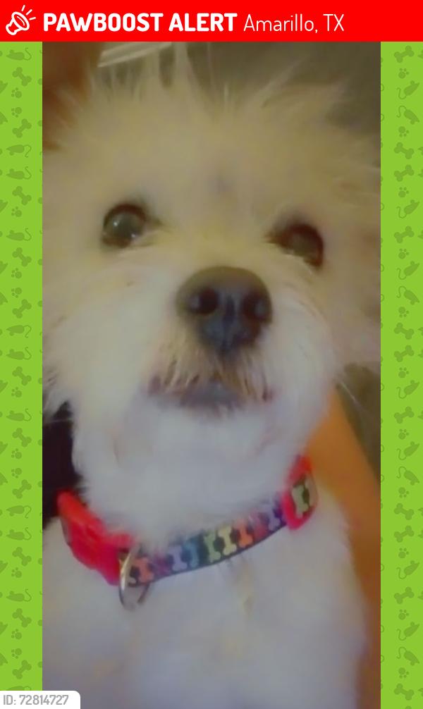 Lost Female Dog last seen S bivins or by McDonald's 140, Amarillo, TX 79104