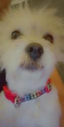 Lost Female Dog last seen S bivins or by McDonald's 140, Amarillo, TX 79104