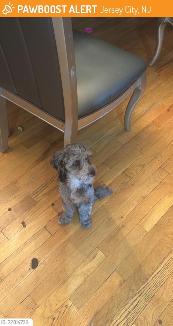 Found/Stray Male Dog last seen By wegman pkyway city , Jersey City, NJ 07302