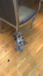Found/Stray Male Dog last seen By wegman pkyway city , Jersey City, NJ 07302