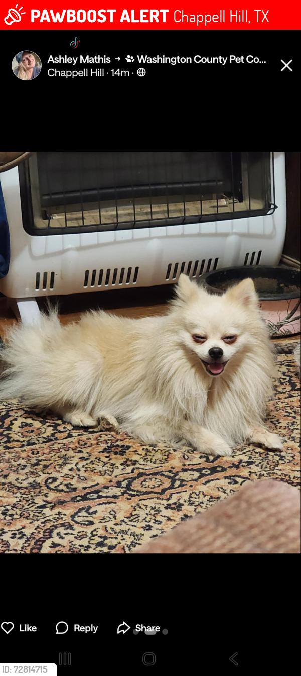 Lost Male Dog last seen FM 2447, Chappell Hill, TX 77426
