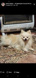 Lost Male Dog last seen FM 2447, Chappell Hill, TX 77426
