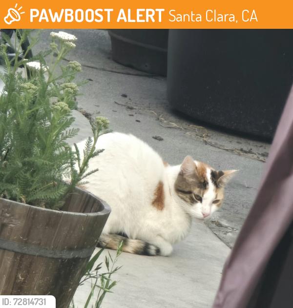 Found/Stray Unknown Cat last seen Park Ave , Santa Clara, CA 95050
