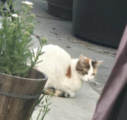Found/Stray Unknown Cat last seen Park Ave , Santa Clara, CA 95050