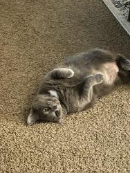 Lost Female Cat last seen Carrie Ct. Carrie Dr. , Indianapolis, IN 46237