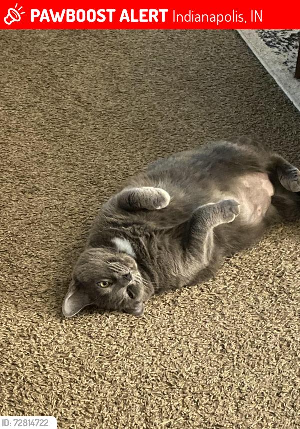 Lost Female Cat last seen Carrie Ct. Carrie Dr. , Indianapolis, IN 46237