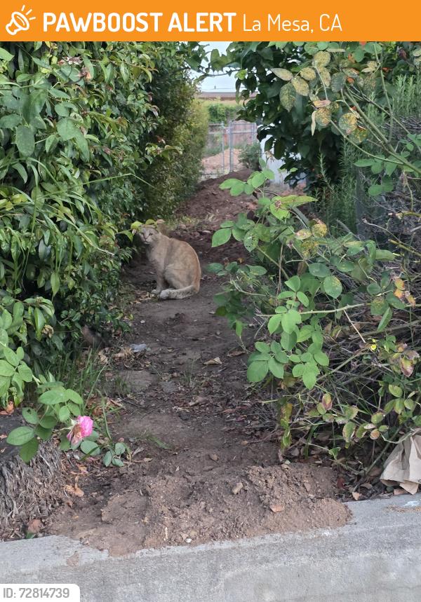 Found/Stray Unknown Cat last seen King Street , La Mesa, CA 91941