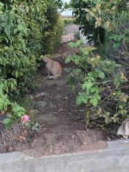 Found/Stray Unknown Cat last seen King Street , La Mesa, CA 91941