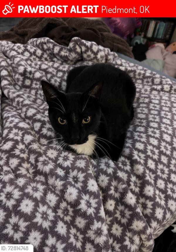 Lost Male Cat last seen Near morgan road or piedmont highschool or edmond oklahoma, Piedmont, OK 73078