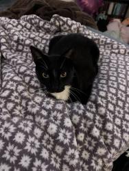 Lost Male Cat last seen Near morgan road or piedmont highschool or edmond oklahoma, Piedmont, OK 73078