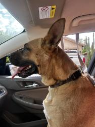 Found/Stray Female Dog last seen Trailwood dog park , Avondale, AZ 85392