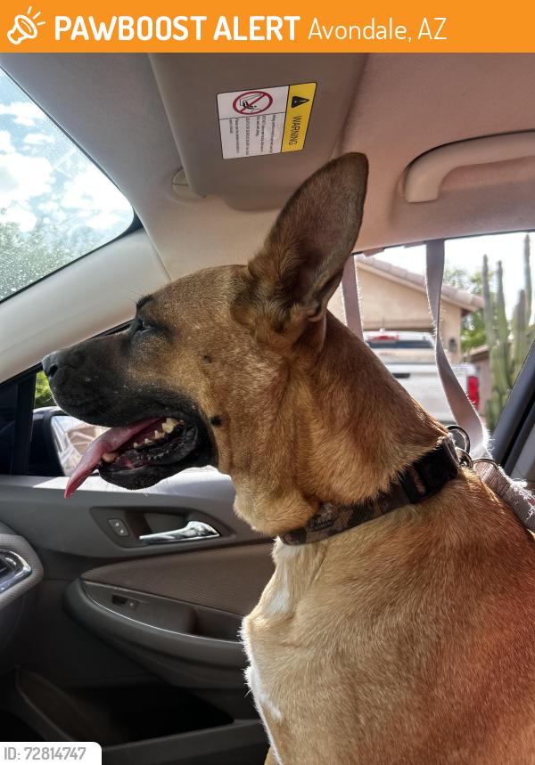 Found/Stray Female Dog last seen Trailwood dog park , Avondale, AZ 85392