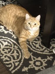 Found/Stray Female Cat last seen Blackberry Alley, Norristown, PA 19401