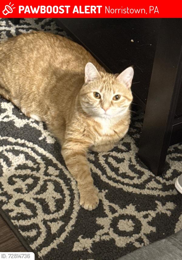 Found/Stray Female Cat last seen Blackberry Alley, Norristown, PA 19401