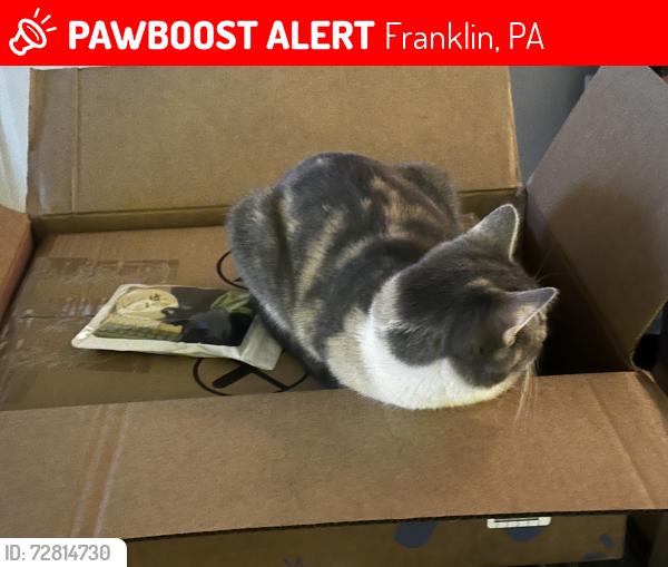 Lost Female Cat last seen Near liberty street franklin, pa 16323, Franklin, PA 16323