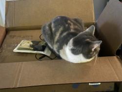 Lost Female Cat last seen Near liberty street franklin, pa 16323, Franklin, PA 16323