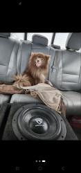 Lost Male Dog last seen Fm 2447, Chappell Hill, TX 77426