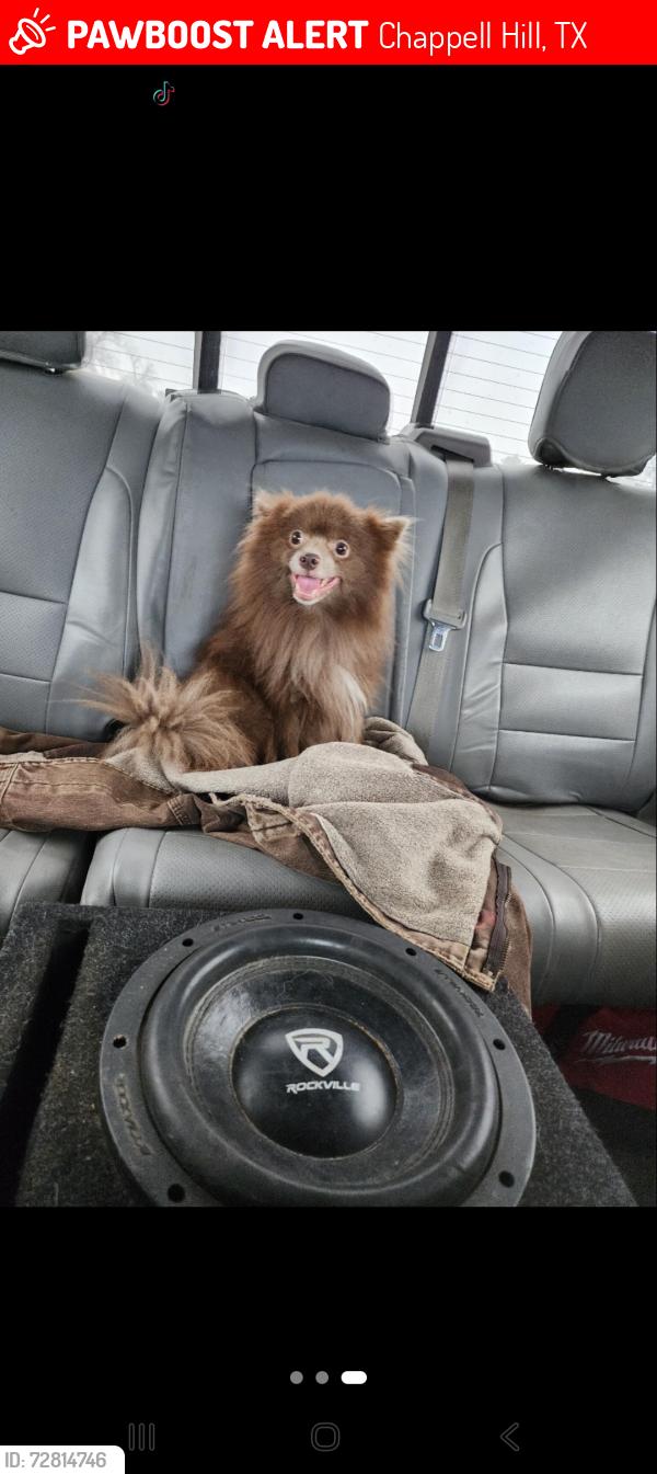 Lost Male Dog last seen Fm 2447, Chappell Hill, TX 77426