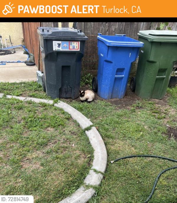 Found/Stray Female Cat last seen Fifth , Turlock, CA 95380