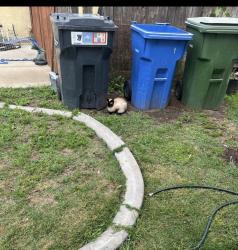 Found/Stray Female Cat last seen Fifth , Turlock, CA 95380