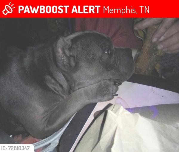 Lost Female Dog last seen Maria St. @ Given Ave., Memphis, TN 38122