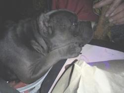 Lost Female Dog last seen Maria St. @ Given Ave., Memphis, TN 38122