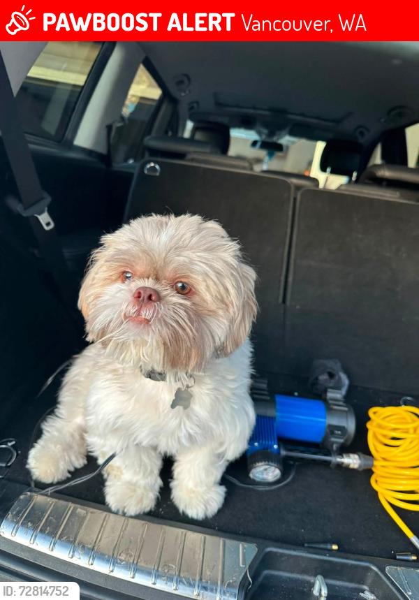 Lost Male Dog last seen 131st Ave and 44th Street , Vancouver, WA 98682