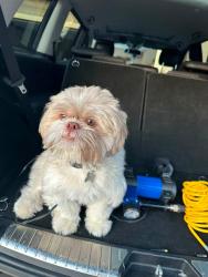 Lost Male Dog last seen 131st Ave and 44th Street , Vancouver, WA 98682