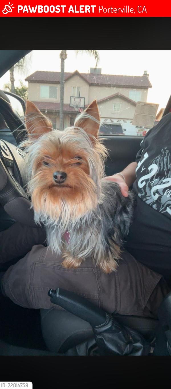 Lost Female Dog last seen S Villa St right next to the KFC, Porterville, CA 93257