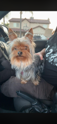 Lost Female Dog last seen S Villa St right next to the KFC, Porterville, CA 93257