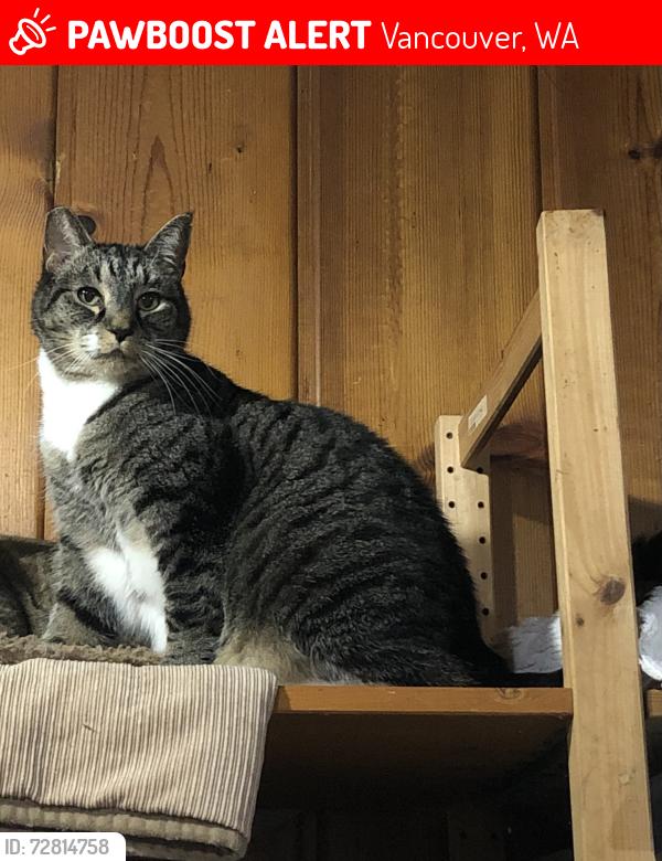 Lost Male Cat last seen 33rd & Y St., Vancouver, WA 98663