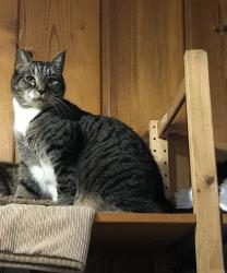 Lost Male Cat last seen 33rd & Y St., Vancouver, WA 98663