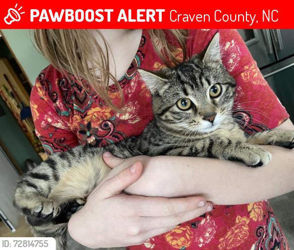 Lost Female Cat last seen Highway 101, Craven County, NC 28532