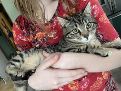 Lost Female Cat last seen Highway 101, Craven County, NC 28532