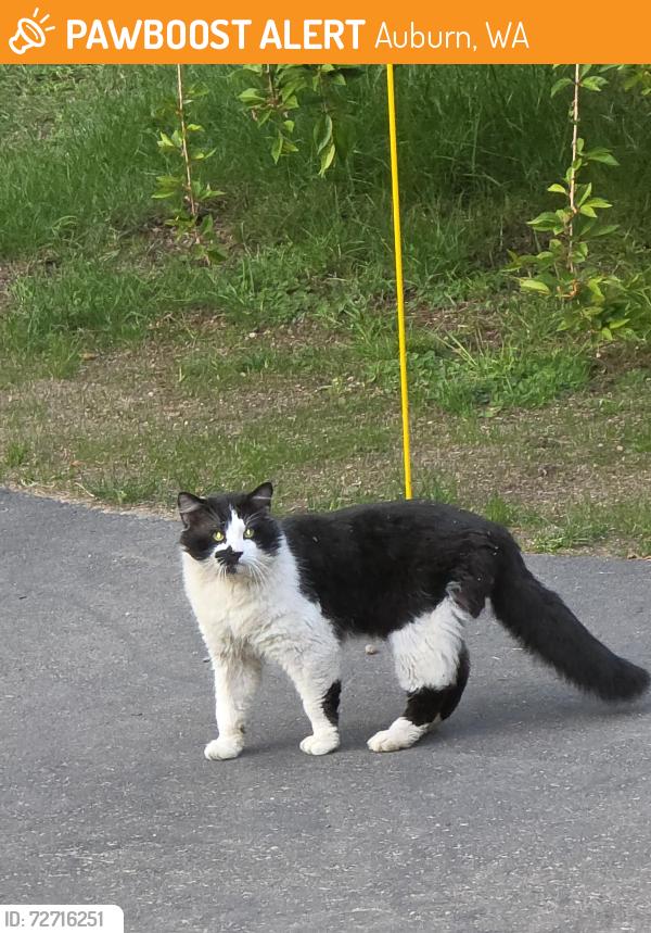 Found/Stray Male Cat last seen 340th near red barn ranch, Auburn, WA 98092
