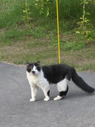 Found/Stray Male Cat last seen 340th near red barn ranch, Auburn, WA 98092