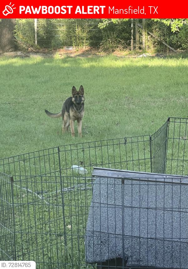 Lost Female Dog last seen Warner way and oak run on, Mansfield tx, Mansfield, TX 76063