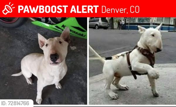 Lost Male Dog last seen Falcón park in montbello, Denver, CO 80239