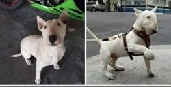 Lost Male Dog last seen Falcón park in montbello, Denver, CO 80239