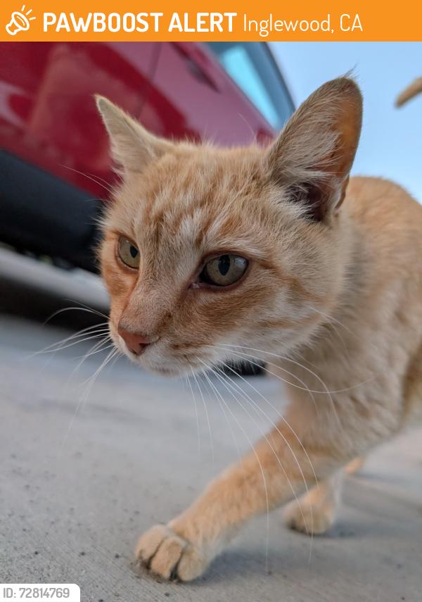 Found/Stray Female Cat last seen Inglewood , Inglewood, CA 90301