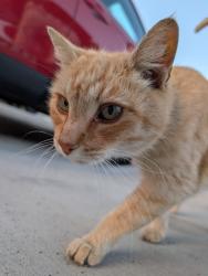 Found/Stray Female Cat last seen Inglewood , Inglewood, CA 90301