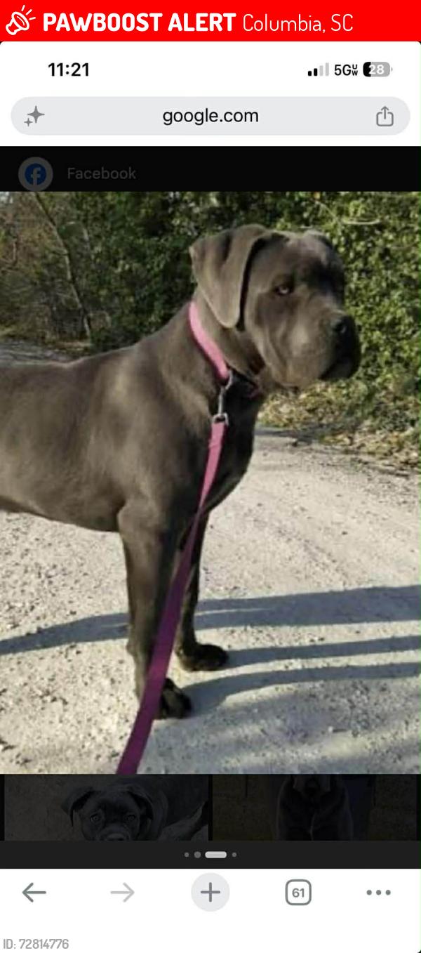 Lost Female Dog last seen Two notch rd and fashion  circle k, Columbia, SC 29204