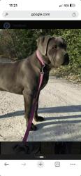 Lost Female Dog last seen Two notch rd and fashion  circle k, Columbia, SC 29204